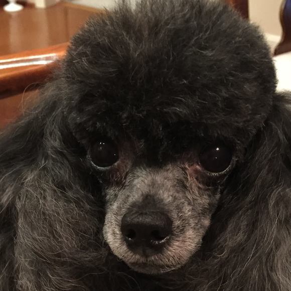 Meet your Posher, Dawn - Picture 1 of 1